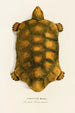 Testudo Hercules - Johann Baptist von Spix — widok dzieła