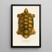 Testudo Hercules - Johann Baptist von Spix — oprawiony obraz na ścianie