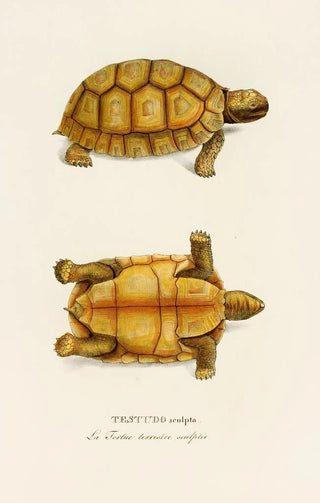 Johann Baptist von Spix - Testudo Sculpta.webp