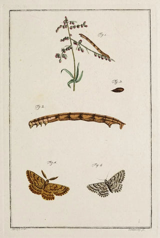 Johann Caspar Fuessli - Archives de lhistoire des insectes Pl10.webp