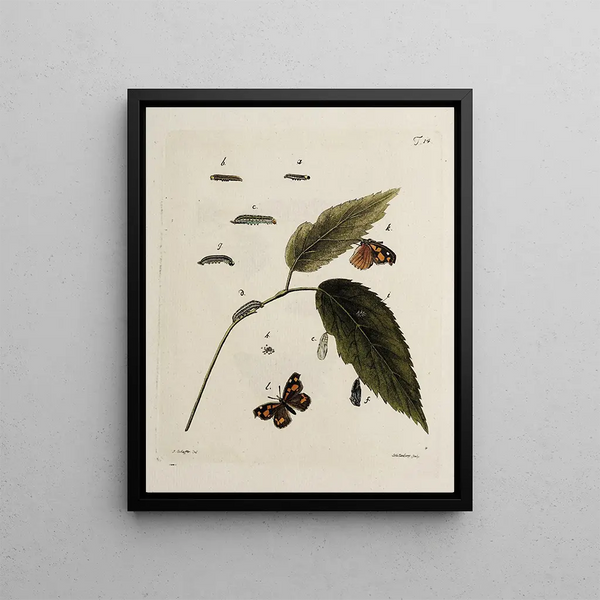 Johann Caspar Fuessli - Archives de lhistoire des insectes Pl14.webp