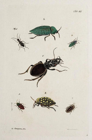 Johann Caspar Fuessli - Archives de lhistoire des insectes Pl41.webp