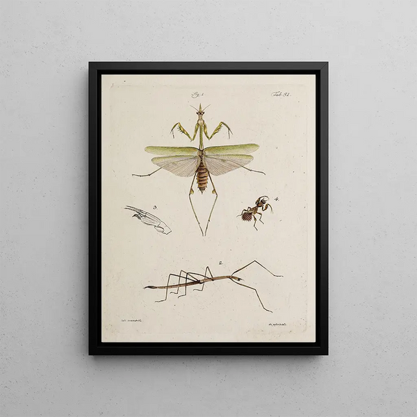 Johann Caspar Fuessli - Archives de lhistoire des insectes Pl46.webp