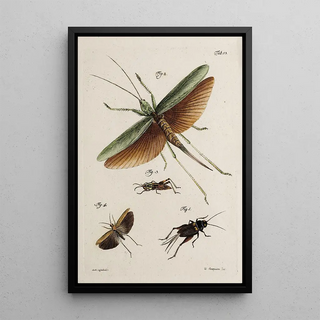Johann Caspar Fuessli - Archives de lhistoire des insectes Pl48.webp