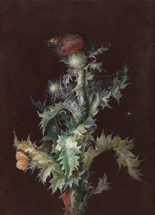Johann Christoph Dietzsch - Thistle with Insects.webp