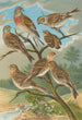 Acanthis cannabina Acanthis flavirostris - Johann Friedrich Naumann — widok dzieła