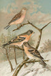Acanthis cannabina Fringilla montifringilla - Johann Friedrich Naumann — widok dzieła