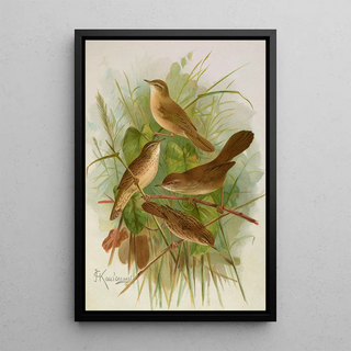 Johann Friedrich Naumann - Acrocephalus agricolus Jardon Cettia cetti Marm Locustella lanceolata.webp