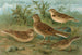 Alauda arvensis, Calandrella brachydactyla, Calandrella pispoletta - Johann Friedrich Naumann — widok dzieła