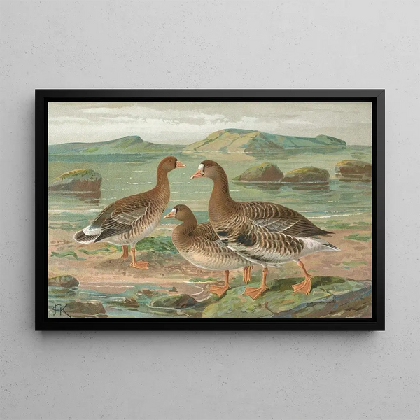 Johann Friedrich Naumann - Anser albifrons.webp