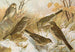 Anthus pratensis cervinus spipoletta obscurus - Johann Friedrich Naumann — widok dzieła