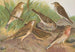 Anthus trivialis pratensis Richardi Vieillot cervinus pensilvanvanicus - Johann Friedrich Naumann — widok dzieła