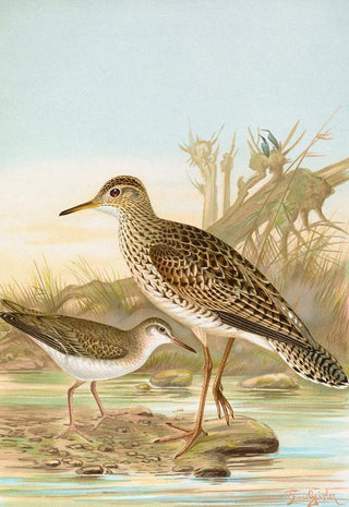 Johann Friedrich Naumann - Bartramia longicauda Tringoides macularius.webp