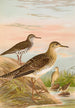 Bartramia longicauda Tringoides macularius Tryngites rufescens - Johann Friedrich Naumann — widok dzieła