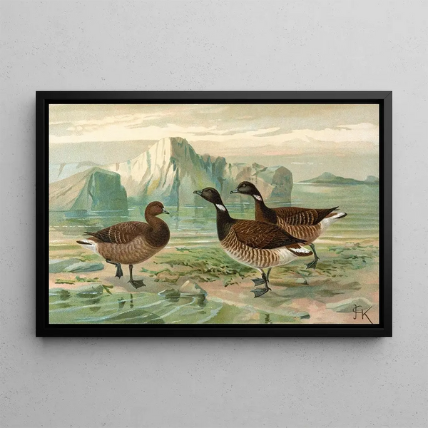Johann Friedrich Naumann - Branta bernicla.webp