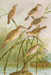 Calamodus schoenobaenus aquaticus arundinaceus - Johann Friedrich Naumann — widok dzieła