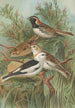Calcarius lapponicus Plectrophenax nivalis - Johann Friedrich Naumann — widok dzieła