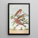 Carpodacus erythrinus Pall Carpodacus roseus - Johann Friedrich Naumann — oprawiony obraz na ścianie