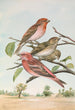 Carpodacus erythrinus Pall Carpodacus roseus - Johann Friedrich Naumann — widok dzieła