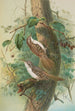 Certhia familiaris Certhia familiaris brachydactyla - Johann Friedrich Naumann — widok dzieła