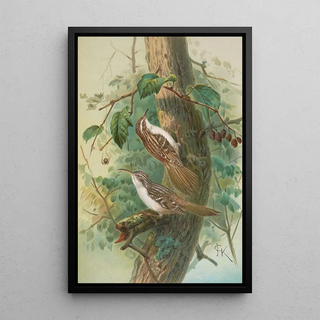 Johann Friedrich Naumann - Certhia familiaris Certhia familiaris brachydactyla.webp