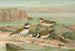 Charadrius dubius Scop - Johann Friedrich Naumann — widok dzieła