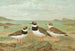 Charadrius hiaticula - Johann Friedrich Naumann — widok dzieła