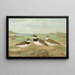 Charadrius hiaticula - Johann Friedrich Naumann — oprawiony obraz na ścianie