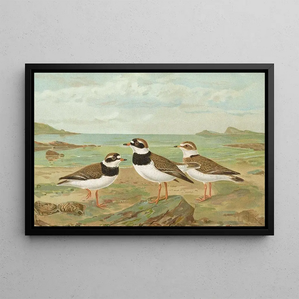 Johann Friedrich Naumann - Charadrius hiaticula.webp