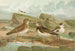 Charadrius morinellus Arenaria interpres Charadrius alexandrinus - Johann Friedrich Naumann — widok dzieła