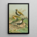 Charadrius pluvialis Charadrius squatarola - Johann Friedrich Naumann — oprawiony obraz na ścianie
