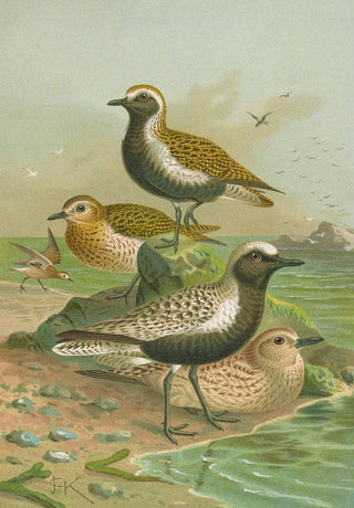 Johann Friedrich Naumann - Charadrius pluvialis Charadrius squatarola.webp