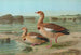 Chenalopex aegyptiacus - Johann Friedrich Naumann — widok dzieła