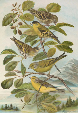 Johann Friedrich Naumann - Chrysomitris spinus Chrysomitris citrinella Chrysomitris corsicanus.webp