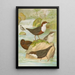 Cinclus cinclus aquaticus Cinclus cinclus Cinclus Pallasi Temm - Johann Friedrich Naumann — oprawiony obraz na ścianie