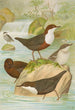 Cinclus cinclus aquaticus Cinclus cinclus Cinclus Pallasi Temm - Johann Friedrich Naumann — widok dzieła