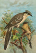Coccystes glandarius - Johann Friedrich Naumann — widok dzieła