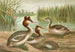 Podiceps cristatus, grèbe huppé - Johann Friedrich Naumann — widok dzieła