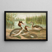 Podiceps cristatus, grèbe huppé - Johann Friedrich Naumann — oprawiony obraz na ścianie
