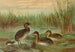 Colymbus fluviatilis Tunst, mały grzebień - Johann Friedrich Naumann — widok dzieła