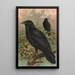Corvus corax - Johann Friedrich Naumann — oprawiony obraz na ścianie