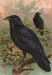 Corvus corax - Johann Friedrich Naumann — widok dzieła