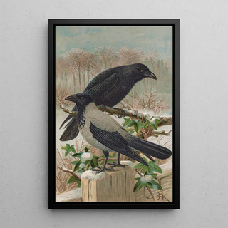 Johann Friedrich Naumann - Corvus corone Corvus cornix.webp