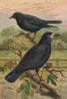 Corvus frugilegus - Johann Friedrich Naumann — widok dzieła