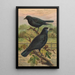 Corvus frugilegus - Johann Friedrich Naumann — oprawiony obraz na ścianie
