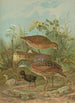 Crex crex - Johann Friedrich Naumann — widok dzieła