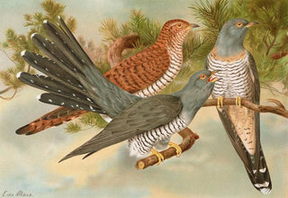 Johann Friedrich Naumann - Cuculus canorus.webp