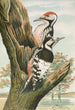 Dendrocopus leuconotus - Johann Friedrich Naumann — widok dzieła