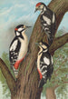 Dendrocopus major - Johann Friedrich Naumann — widok dzieła