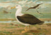 Diomedea melanophrys Boie albatros z czarnymi brwiami - Johann Friedrich Naumann — widok dzieła
